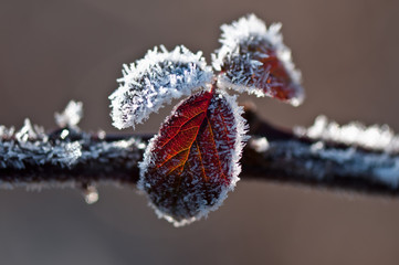 Obraz premium foglia d'inverno 7060