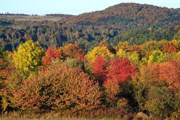 Vibrant color autumn forest