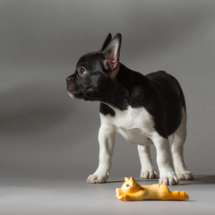 french bulldog and toy pig