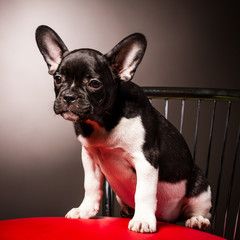 french bulldog