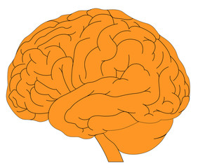 human brain model sketch