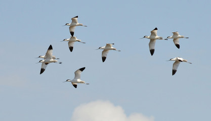 avocets flight flying in the sky