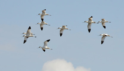 avocets flight flying in the sky