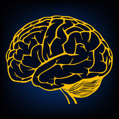 human brain model sketch