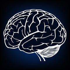 human brain