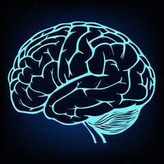 vector human brain model