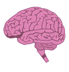 vector human brain model