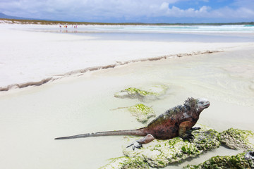 Marine iguana on a white sand beach