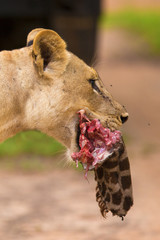 Lioness with giraffe kill