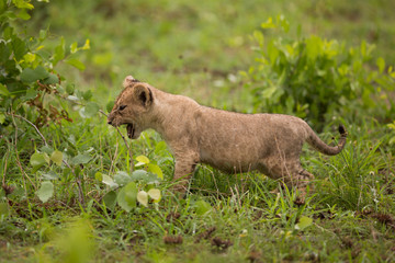 Naklejka premium Baby lion cub