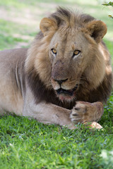 Lion in the wild safari of Zambia