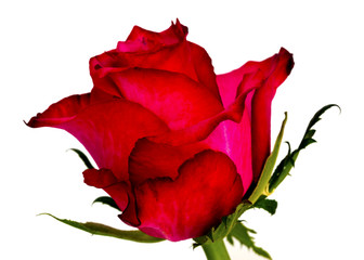 Deep pink rose isolated on white.