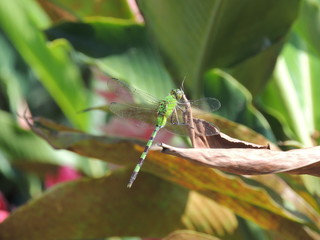 Libelula verde