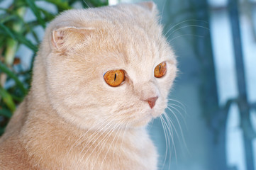 Scottish Fold cat