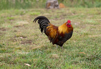 Free range bantam rooster organic poultry