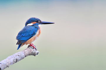 Kingfisher