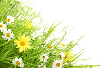 Photo sur Plexiglas Marguerites Fleur de marguerite dans l& 39 herbe verte