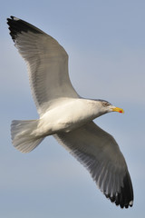 yellow-legged gull in flight by the Galician Rias Baixas.