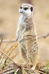 Fototapeta premium the meerkat, funny and friendly African mammals
