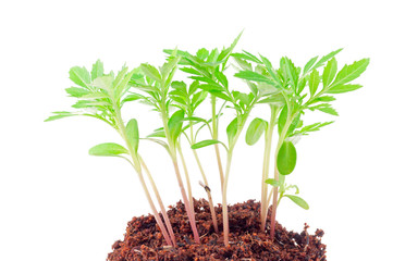 Young green plant on a white background