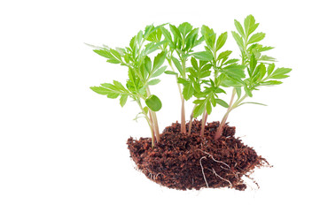 Young green plant on a white background