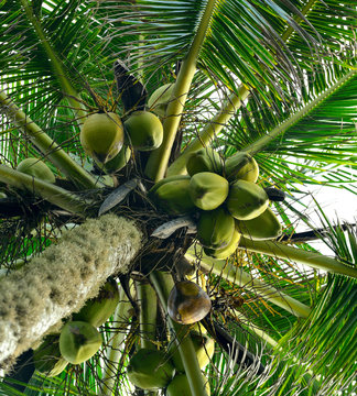 Fototapeta Palm tree with the fruit of coconut