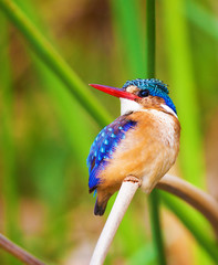 birds of the lake Nakuru