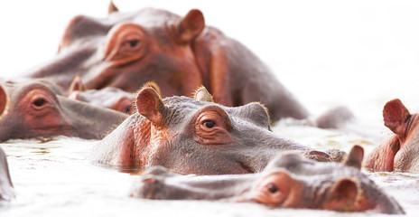 hippopotamuses bathe