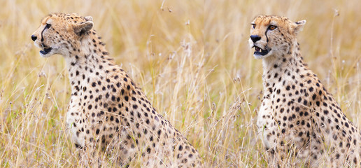 leopard on hunting