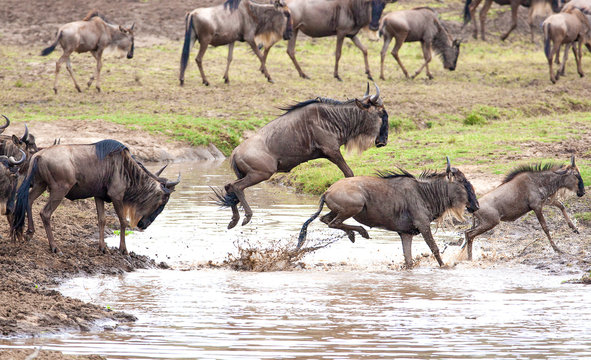 gnu antelope