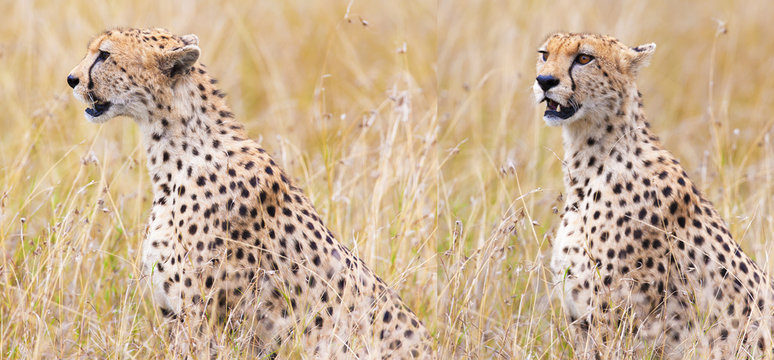 leopard on hunting