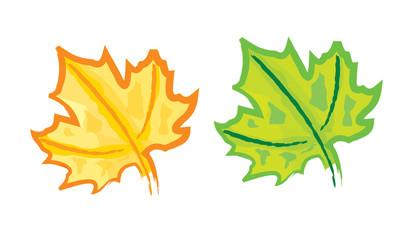 Hand drawing Maple leaf