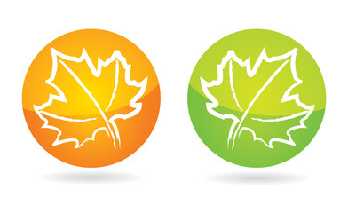 Hand drawing Maple leaf