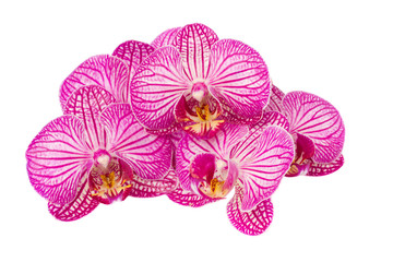 Fototapeta na wymiar kupie fioletowe kwiaty orchidei