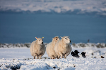 Rhoscolyn Coastline in winter