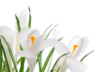 white crocuses