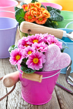 Springtime decoration with primroses and heart