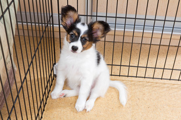 Puppy papillon in cage