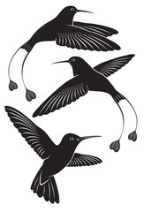 Fototapeta premium colibri