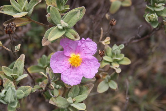 Ciste cotonneux