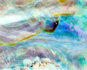 Panele Szklane  Błyszcząca masa perłowa Paua lub tła powłoki Abalone
