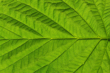Fototapeta na wymiar zielony liść tekstury