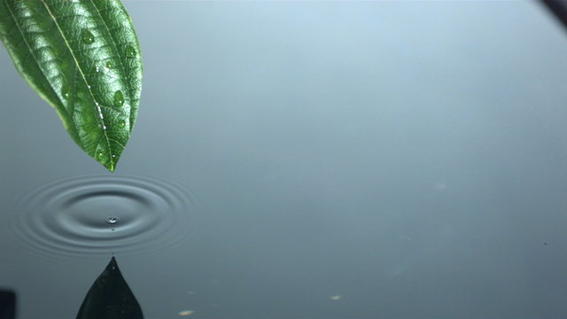 Water droplet falling from green leaf into pool in slow motion