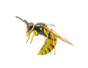 wasp
