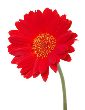 red gerbera