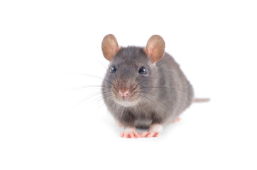 rat