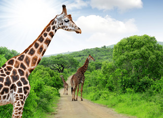 Giraffes in Kruger park South Africa