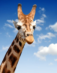 Naklejka premium Giraffe