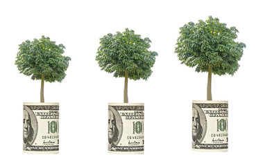 tree growing from dollar bill