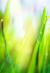 Fototapeta premium art green spring abstract light background